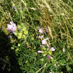 Photographie n°2203904 du taxon Malva moschata L. [1753]