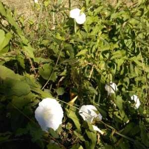 Photographie n°2203906 du taxon Convolvulus sepium L. [1753]