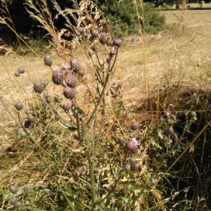 Photographie n°2203907 du taxon Cirsium arvense (L.) Scop. [1772]