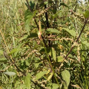 Photographie n°2203908 du taxon Urtica dioica L. [1753]