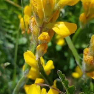 Photographie n°2204007 du taxon Genista sagittalis L. [1753]
