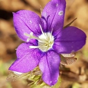 Photographie n°2204013 du taxon Legousia speculum-veneris (L.) Chaix