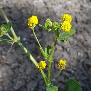Photographie n°2204016 du taxon Medicago lupulina L. [1753]