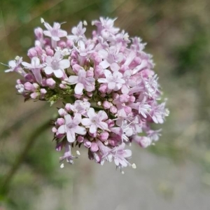 Photographie n°2204019 du taxon Valeriana officinalis L. [1753]