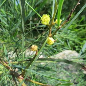 Photographie n°2204029 du taxon Acacia retinodes Schltdl. [1847]