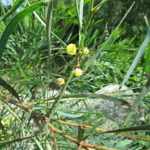 Photographie n°2204031 du taxon Acacia retinodes Schltdl. [1847]