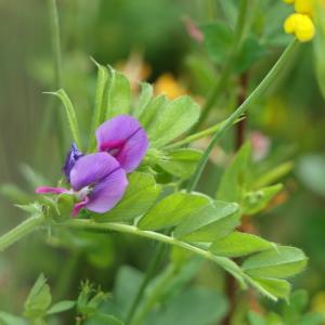 Photographie n°2204065 du taxon Vicia sativa L. [1753]