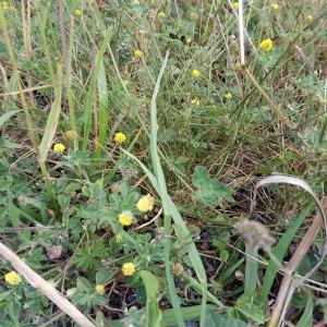Photographie n°2204096 du taxon Medicago lupulina L. [1753]