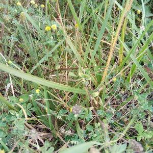 Photographie n°2204097 du taxon Medicago lupulina L. [1753]