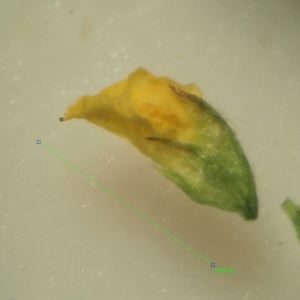 Photographie n°2204098 du taxon Medicago lupulina L. [1753]