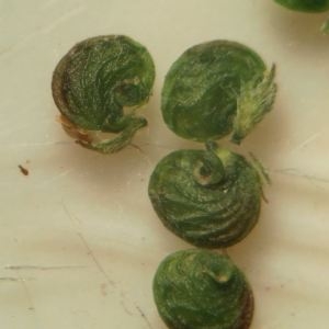 Photographie n°2204101 du taxon Medicago lupulina L. [1753]