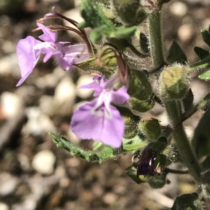 Photographie n°2204115 du taxon Teucrium botrys L. [1753]