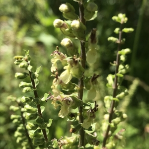 Photographie n°2204134 du taxon Teucrium scorodonia L. [1753]