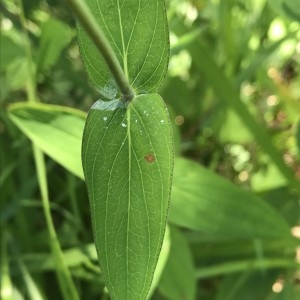 Photographie n°2204148 du taxon Hypericum montanum L. [1755]