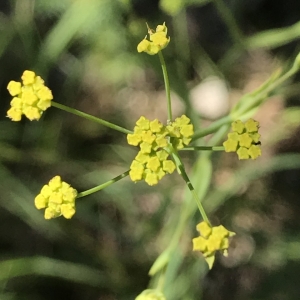 Photographie n°2204149 du taxon Bupleurum falcatum L. [1753]