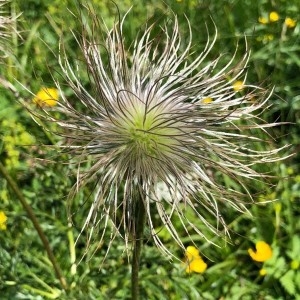 Photographie n°2204211 du taxon Thalictrum aquilegiifolium L. [1753]