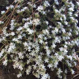 Photographie n°2204303 du taxon Sedum hispanicum L. [1755]