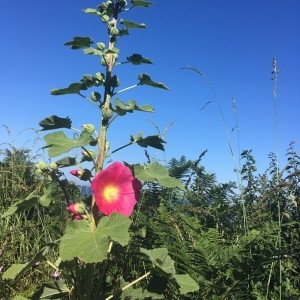 Photographie n°2204316 du taxon Alcea rosea L. [1753]