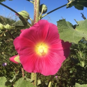 Photographie n°2204317 du taxon Alcea rosea L. [1753]