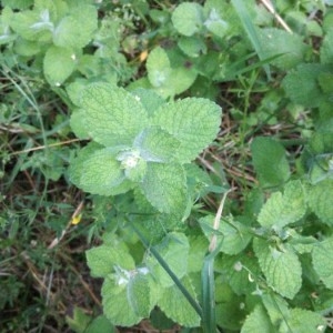 Photographie n°2204331 du taxon Mentha suaveolens Ehrh. [1792]