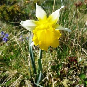Photographie n°2204339 du taxon Narcissus bicolor L. [1762]