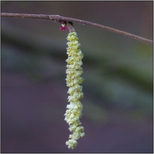 Photographie n°2204341 du taxon Corylus avellana L. [1753]