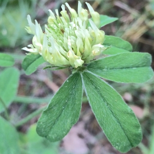 Photographie n°2204352 du taxon Trifolium ochroleucon Huds. [1762]