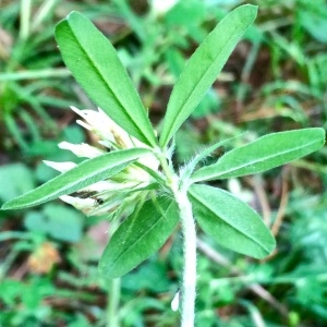 Photographie n°2204354 du taxon Trifolium ochroleucon Huds. [1762]