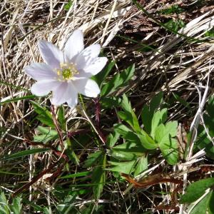 Photographie n°2204370 du taxon Anemone nemorosa L.