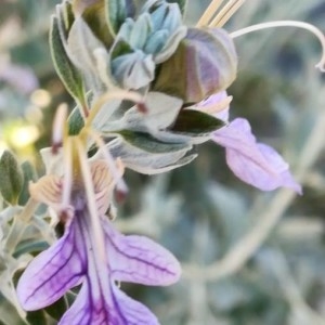 Photographie n°2204401 du taxon Teucrium fruticans L. [1753]