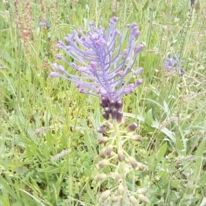 Photographie n°2204545 du taxon Muscari comosum (L.) Mill. [1768]