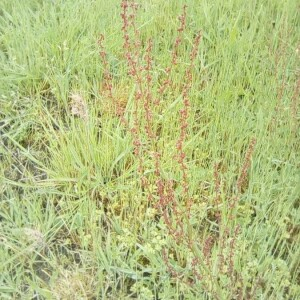 Photographie n°2204547 du taxon Rumex acetosella L. [1753]