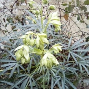 Photographie n°2204550 du taxon Helleborus foetidus L. [1753]