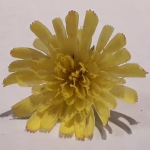  - Hieracium pilosum Schleich. ex Froël. [1838]