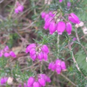 Photographie n°2204607 du taxon Erica cinerea L. [1753]