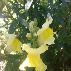 Photographie n°2204617 du taxon Antirrhinum majus L. [1753]