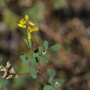  - Trigonella sicula (Turra) Rabaute & Coulot [2013]