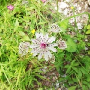 Photographie n°2204666 du taxon Astrantia major L. [1753]