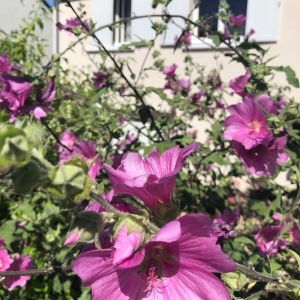 Photographie n°2204712 du taxon Malva arborea (L.) Webb & Berthel. [1837]