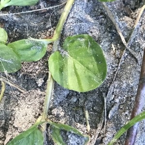 Photographie n°2204732 du taxon Lysimachia nummularia L. [1753]