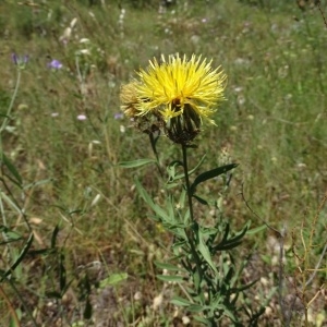 Photographie n°2204755 du taxon Centaurea collina L. [1753]