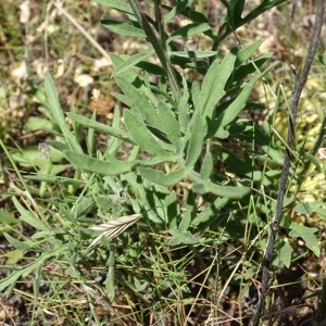 Photographie n°2204764 du taxon Centaurea collina L. [1753]