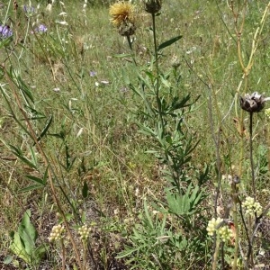 Photographie n°2204765 du taxon Centaurea collina L. [1753]