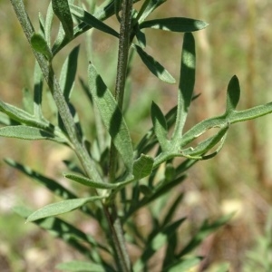 Photographie n°2204766 du taxon Centaurea collina L. [1753]