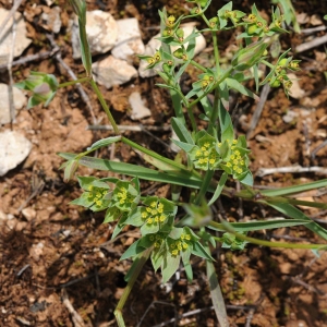 Photographie n°2204783 du taxon Bupleurum baldense Turra [1764]