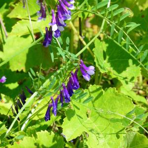 Photographie n°2204786 du taxon Vicia cracca L. [1753]