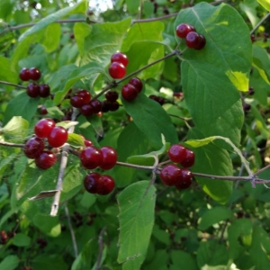 Photographie n°2204809 du taxon Lonicera xylosteum L. [1753]