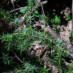 Photographie n°2204810 du taxon Juniperus communis L. [1753]