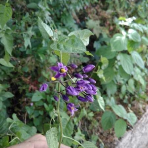 Photographie n°2204816 du taxon Solanum dulcamara L. [1753]