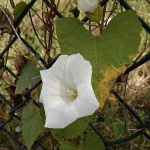 Photographie n°2204824 du taxon Convolvulus sepium L. [1753]